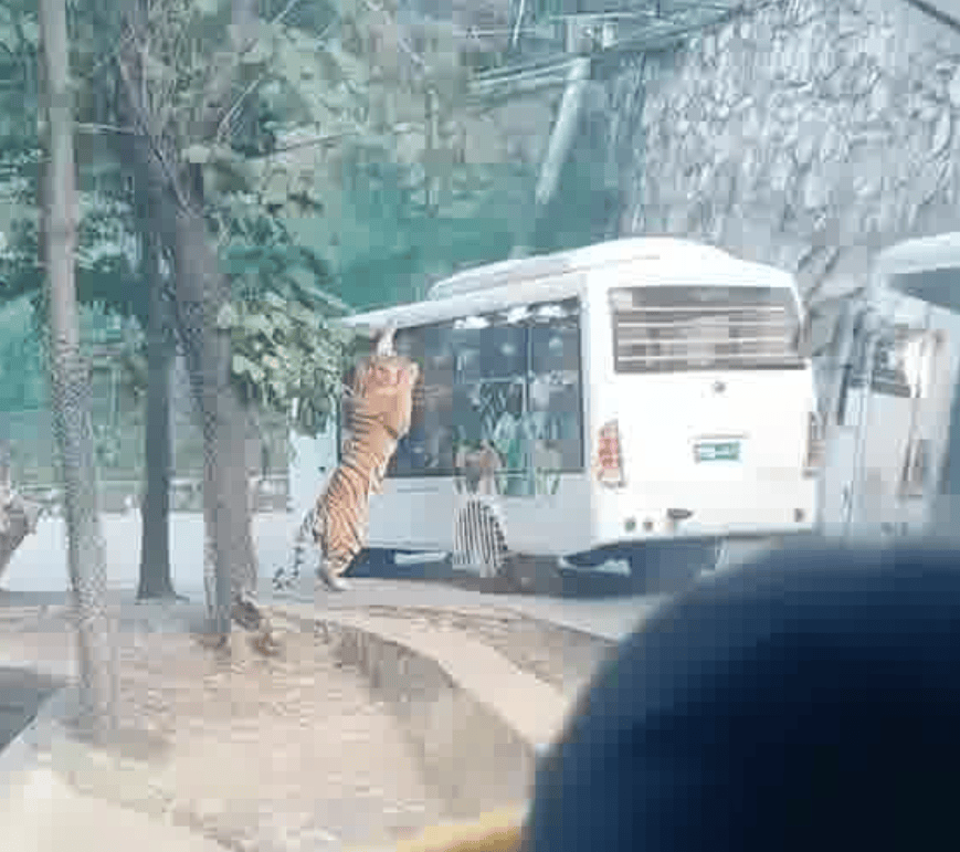 惊心动魄！动物园老虎压住观光大巴群众惊叫